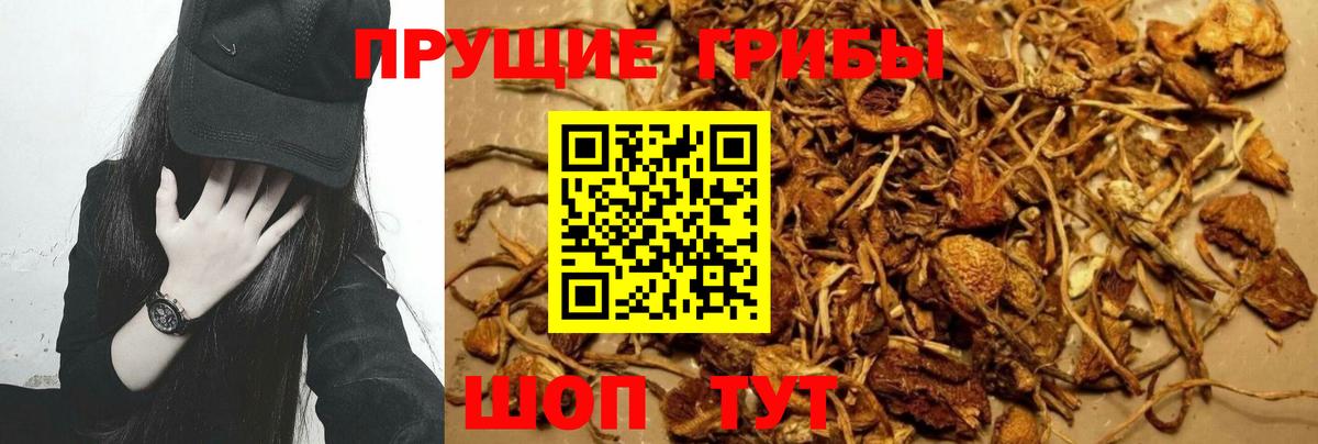 Псилоцибиновые грибы мицелий Стрежевой